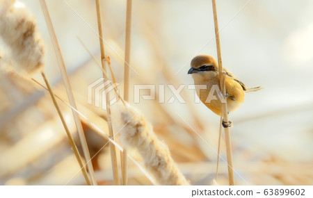 Shrike, bird, animal 63899602
