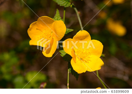 Yamabuki flower Yamabuki flower 63899609