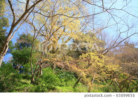 Momiji's young leaves 63899658