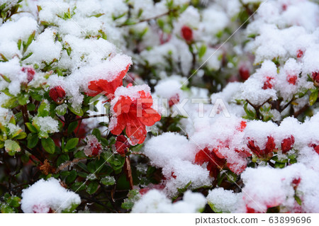 Image of Snowfall azalea