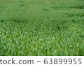 Cheongbori 63899955