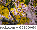 Spring flowers 63900060