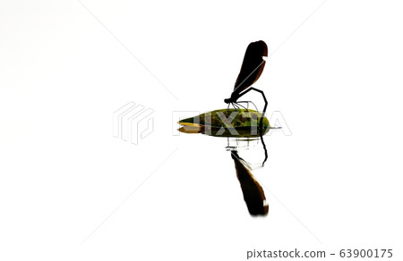 Dragonfly, insect Dragonfly, insect 63900175