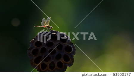 Dragonfly, insect Dragonfly, insect 63900177
