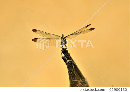 Dragonfly, insect Dragonfly, insect 63900180