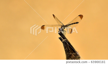 Dragonfly, insect 63900181