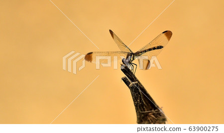 Dragonfly, insect 63900275