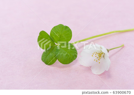 四葉三葉草和櫻花 63900670