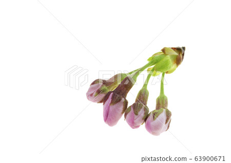 櫻桃芽 櫻桃芽 63900671