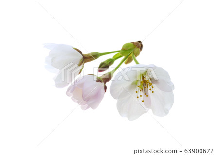 櫻花 櫻花 63900672