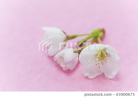 櫻花 63900673