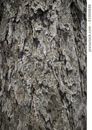 Pine bark 63900686