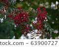Fruit 63900727