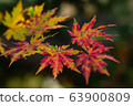 Maple 63900809