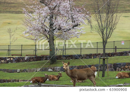 奈良公園的櫻花和鹿 63900908