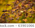 Leaves 63901066