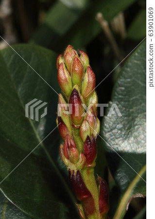 這是天然植物，莎琳拜，新芽。在三月下旬，紅色和堅硬的冬芽開始生長 63901069