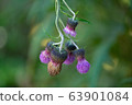 Wildflower 63901084