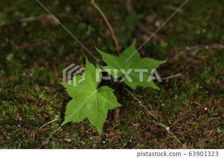 It is a nature, a plant, a harigiri, and a seedling. It is a large tree that grows up to 20 meters when it grows, but now it is about 5 cm 63901323
