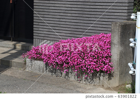 門和芝櫻 門和芝櫻 63901822