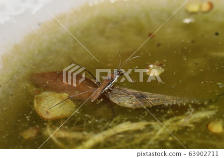 紅水黽 紅水黽 63902711