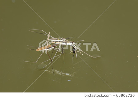 Struggle for water strider feeding Struggle for water strider feeding 63902726