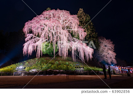 Fukushima Prefecture Sakura on the battlefield Light up Night cherry blossoms Fukushima Prefecture Sakura on the battlefield Light up Night cherry blossoms 63902856