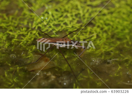 Red water strider Red water strider 63903226