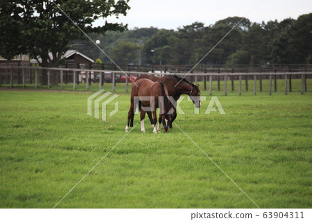 Thoroughbred_farm 63904311
