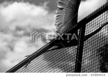 freedom freedom 63904433