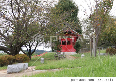 Sa玉市Minuma-ku Minuma替代水道東緣盛開的孤挺花的景色 63905714