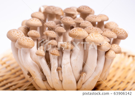 山毛櫸目次 63906142