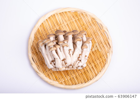 山毛櫸目次 山毛櫸目次 63906147