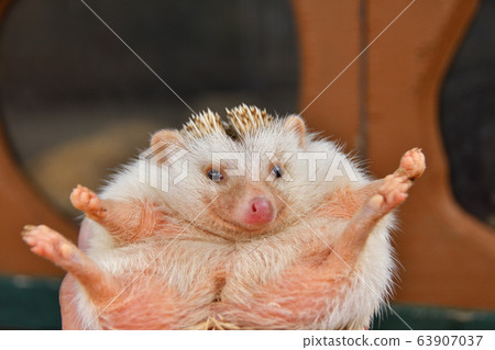 開腿的刺猬 63907037