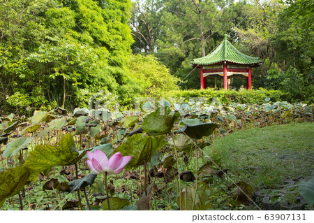 台北植物園@荷花 63907131