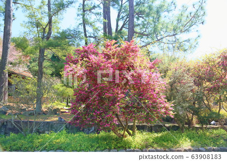 Akabanatokiwamansaku花 63908183