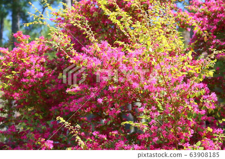 Akabanatokiwamansaku花 63908185