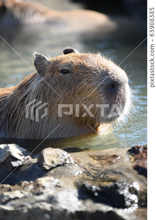 水豚溫泉 63908385