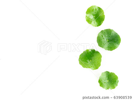Closeup leaf of Gotu kola, Asiatic pennywort 63908539