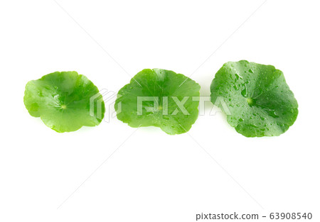 Closeup leaf of Gotu kola, Asiatic pennywort 63908540