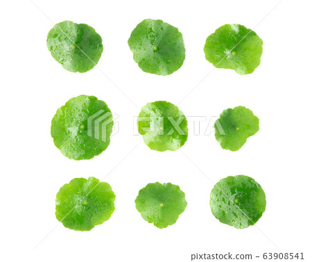 Closeup leaf of Gotu kola, Asiatic pennywort 63908541