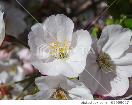 櫻花盛開 63909067