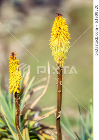 flower of Kniphofia foliosa, Bale Mountains, 63909320