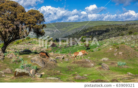 beautiful landscape of Bale Mountain, Ethiopia beautiful landscape of Bale Mountain, Ethiopia 63909321