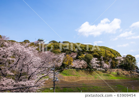 小牧山城櫻花 63909454
