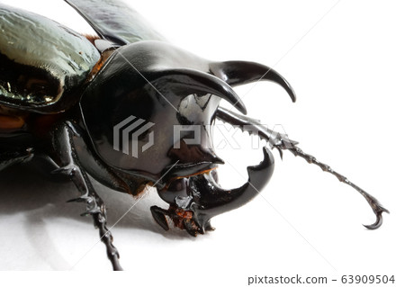 Beetle chalcosoma caucasus on white background 63909504