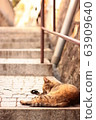 Cat  63909640