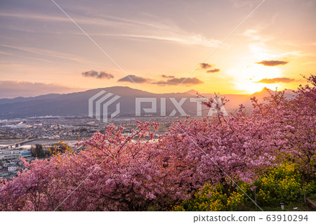 <神奈川>河津櫻花的夜景，西平羽田公園 63910294