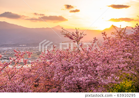 <神奈川>河津櫻花的夜景，西平羽田公園 63910295