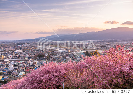 <神奈川>河津櫻花的夜景，西平羽田公園 63910297